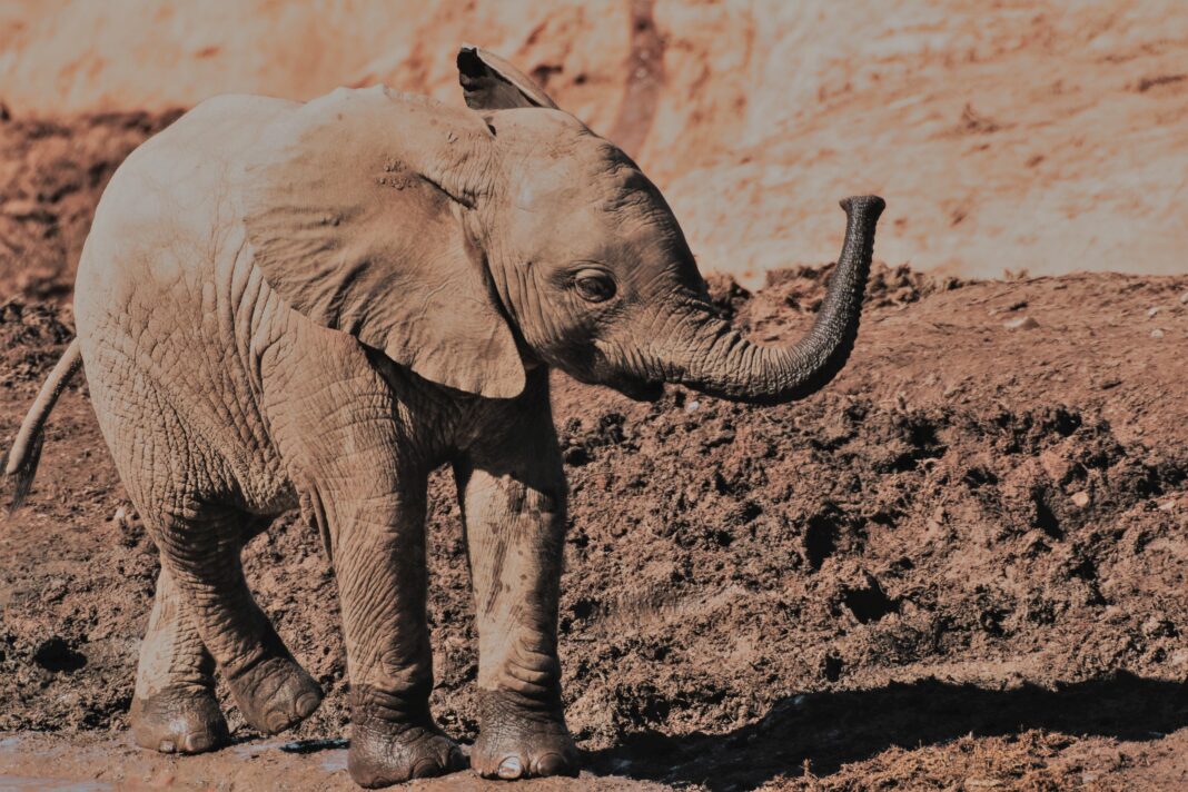 Un éléphant tombé d'une falaise