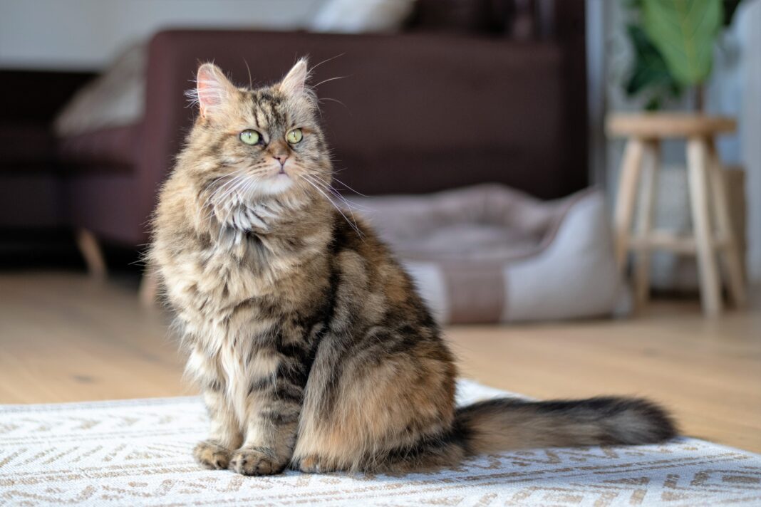 Main Coon