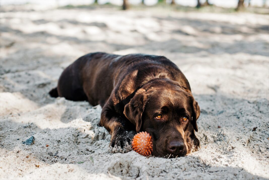 chien pendant les vacances