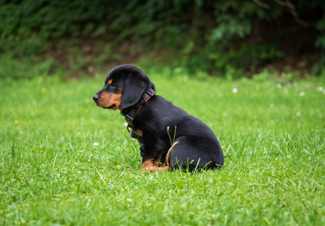 Comment apprendre la propreté à son chiot