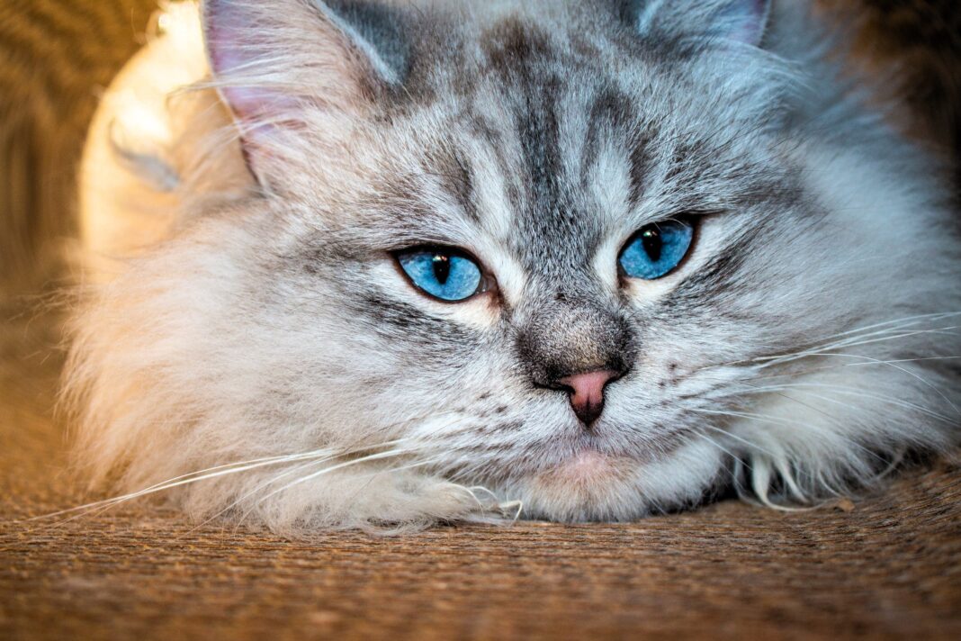 Chat Sibérien