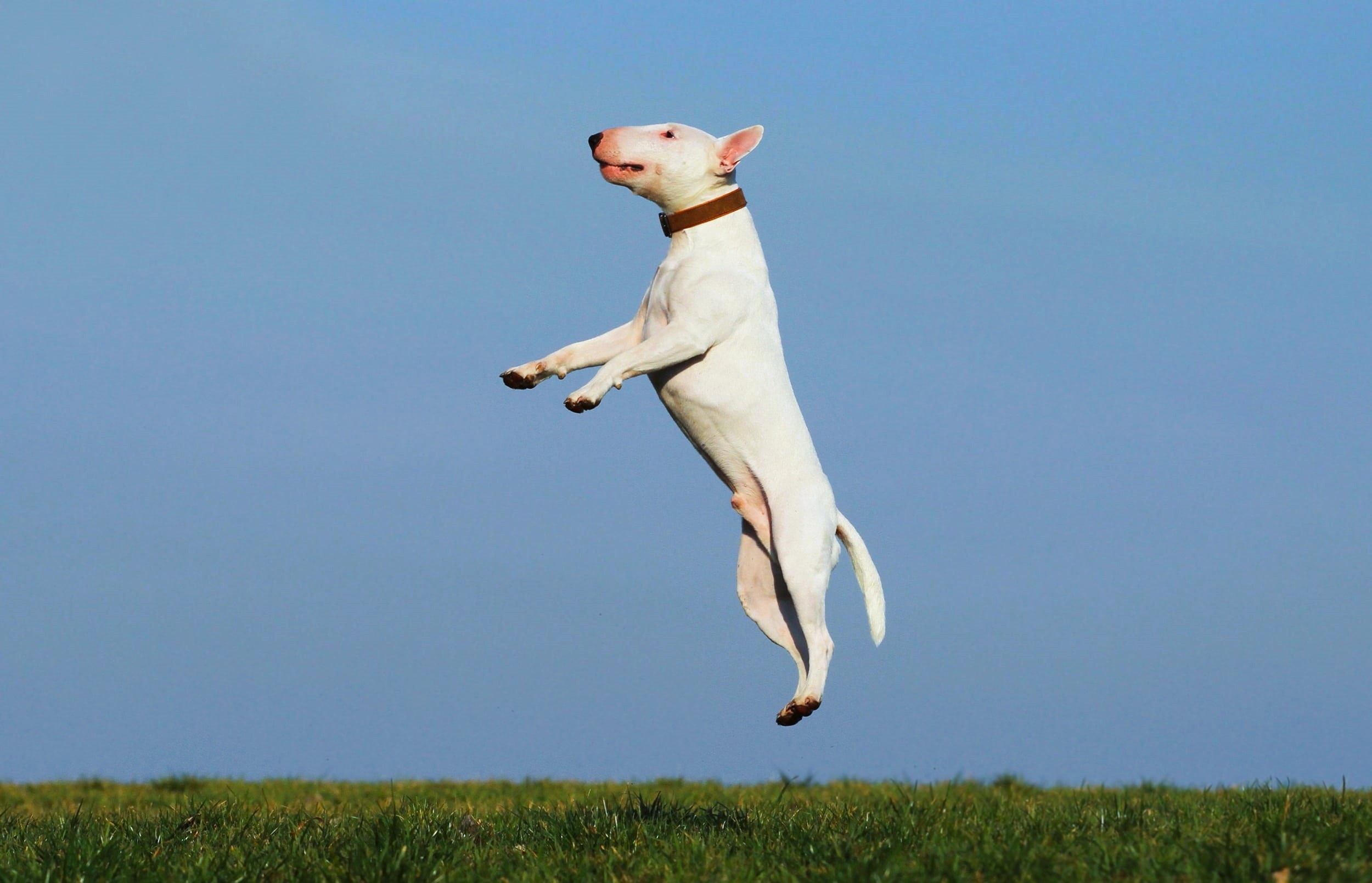 activités physiques pour maintenir une bonne santé d'un chien de grande taille