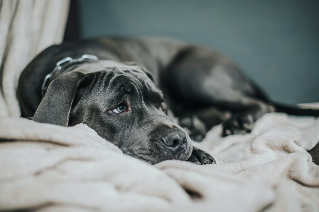 Reconnaitre la dépression chez l'animal