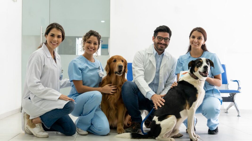 Zoothérapie dans les établissements de soins Comment les animaux aident-ils les patients hospitalisés