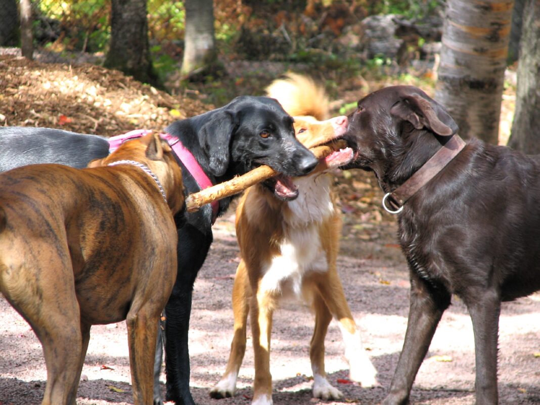 parcs canins dans la cité