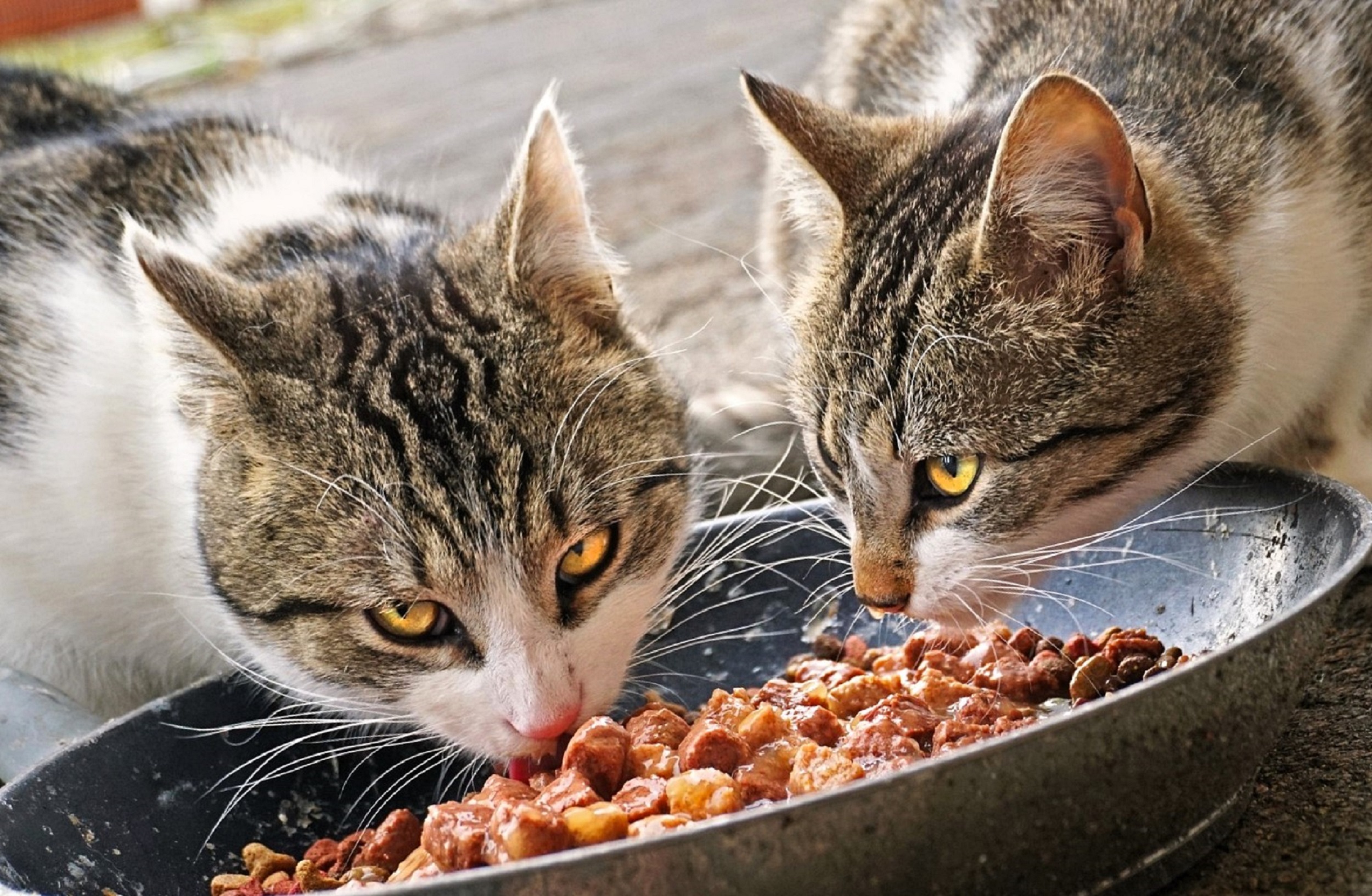 L'impact crucial de l'alimentation de votre animal de compagnie