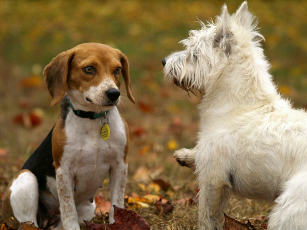 Le langage des chiens une communication qui leur est propre