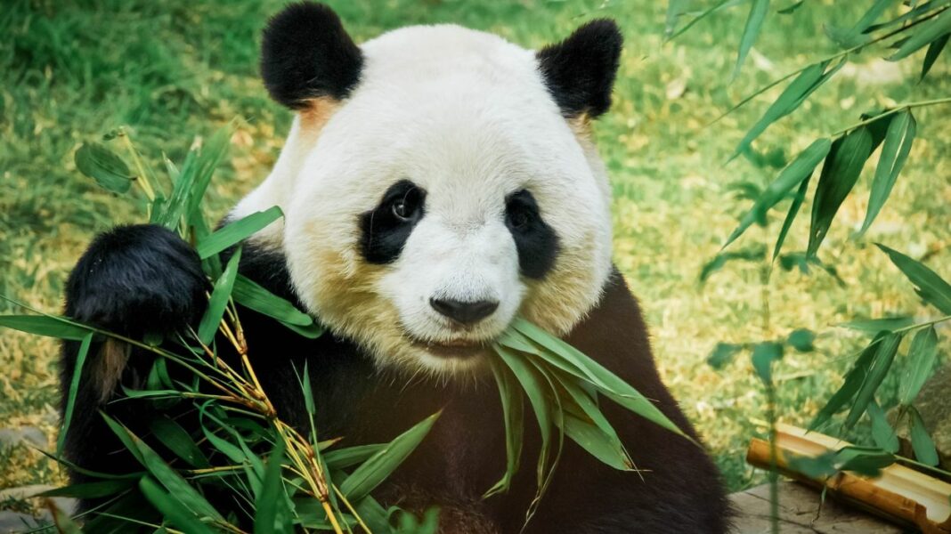 Métier insolite découvrez les soigneurs de pandas