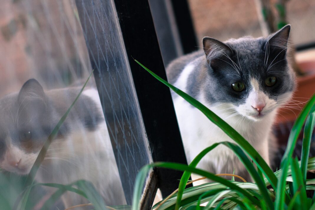 éloigner les chats de votre jardin