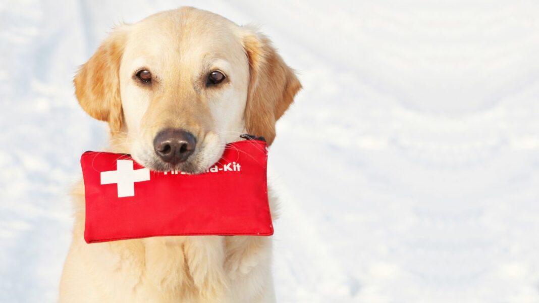 Chiens d'alerte pour l'épilepsie sauveur de vie