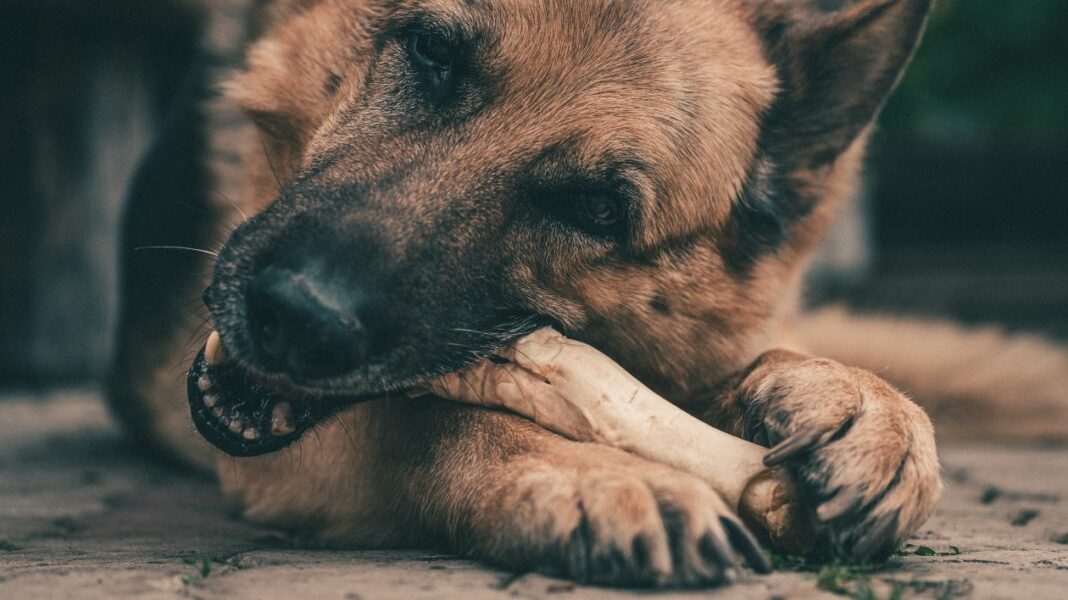 Ne donnez pas d'os à manger à votre chien !