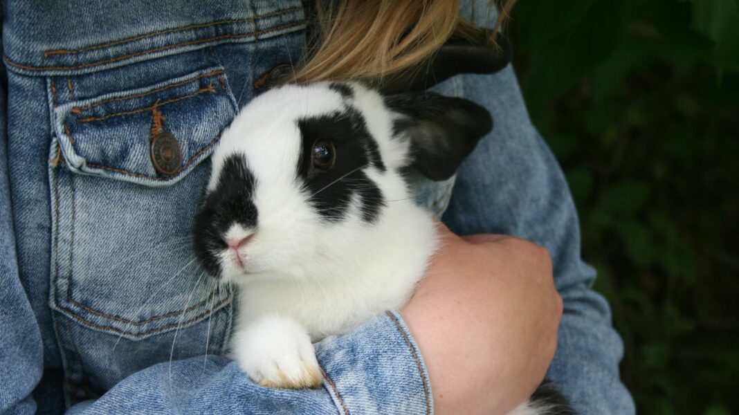 Votre lapin va mourir