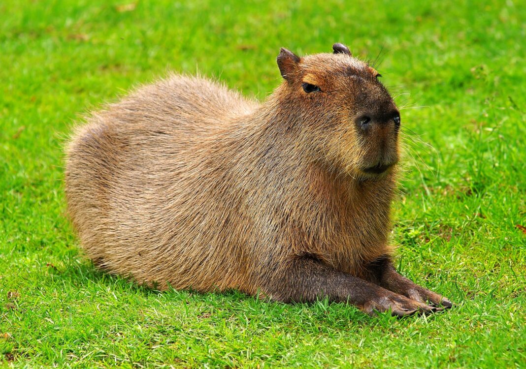 Capybara