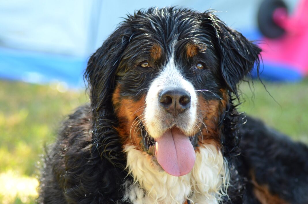 longévité canine