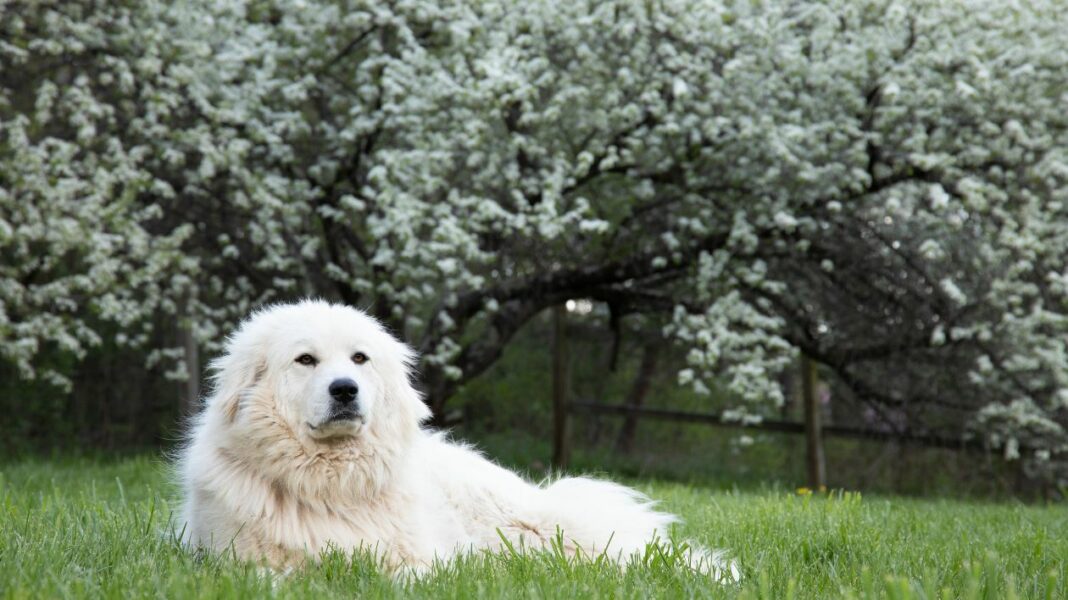 Belle et Sébastien une Ode à la fidélité et à l'amitié canine