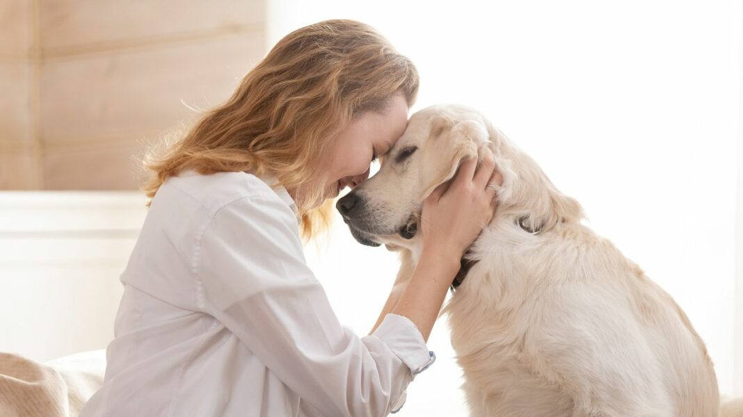 Caresser des animaux pour baisser stress et anxiété