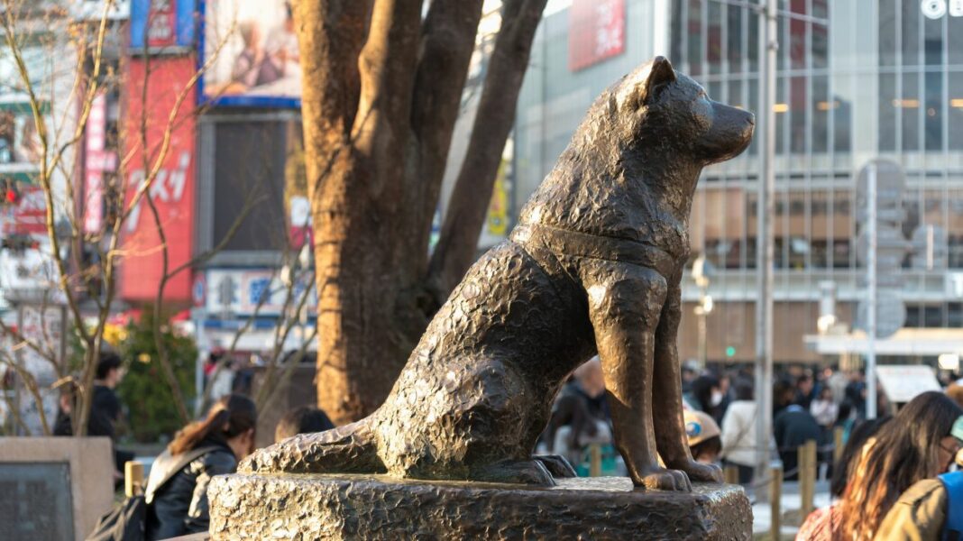 Vous devez absolument connaître l'histoire du chien Hachiko