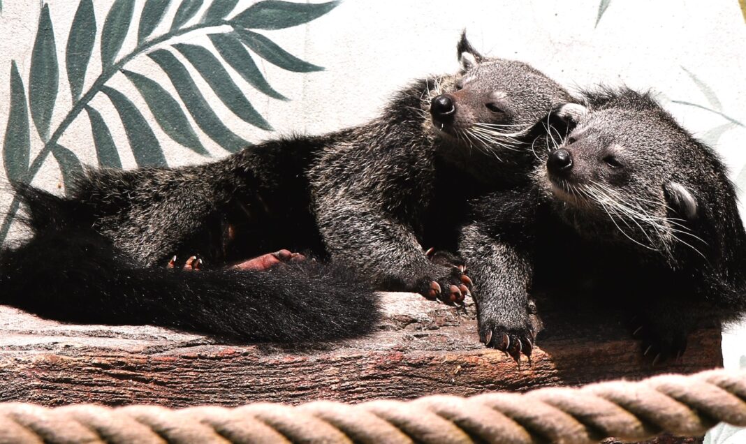 Le Binturong