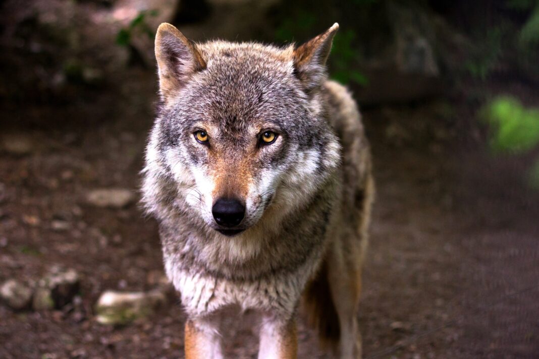 Loups, zoo de Thoiry