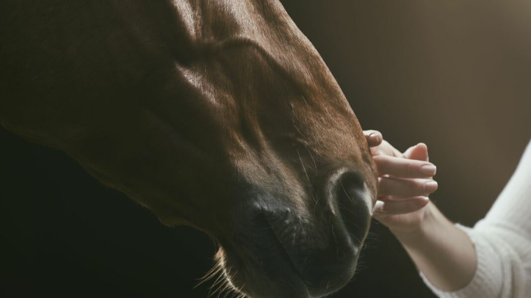 Comment bien choisir son cheval