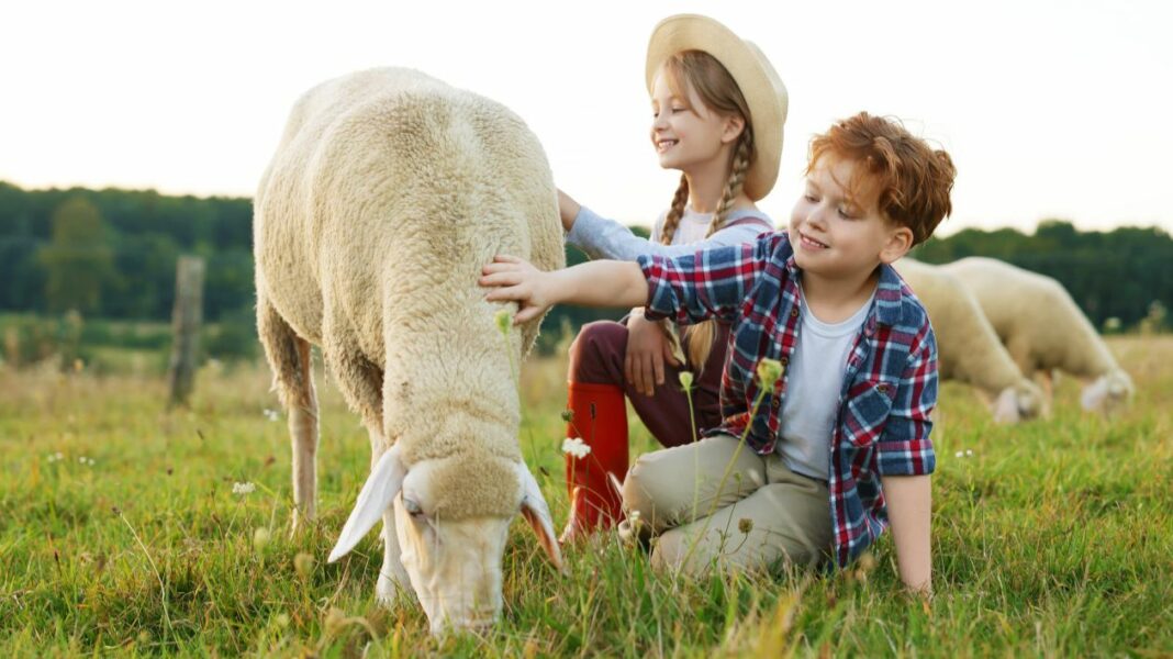 Comment créer sa propre ferme pédagogique