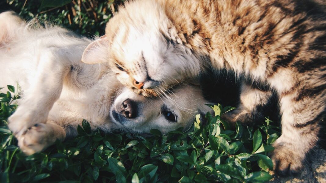 Comment rendre son compagnon à poils heureux