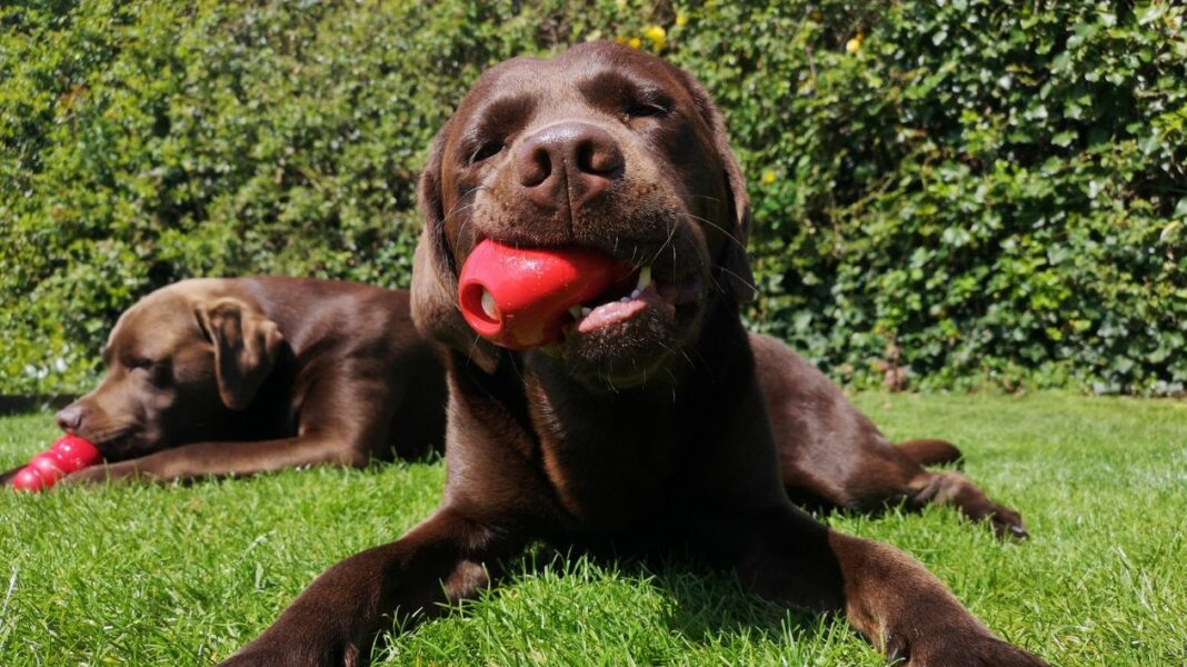 Le KONG, jouet mais aussi outil éducatif pour votre chien