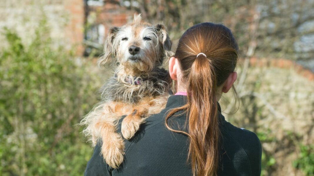 Adopter un animal âgé Une décision pleine de bienfaits