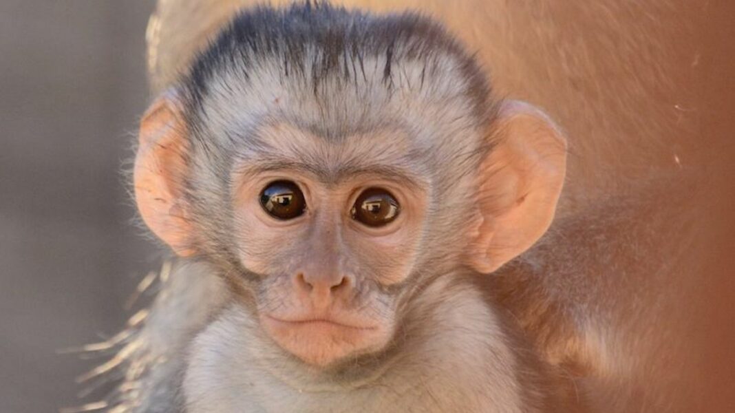 Adopter un singe à la maison bonne idée