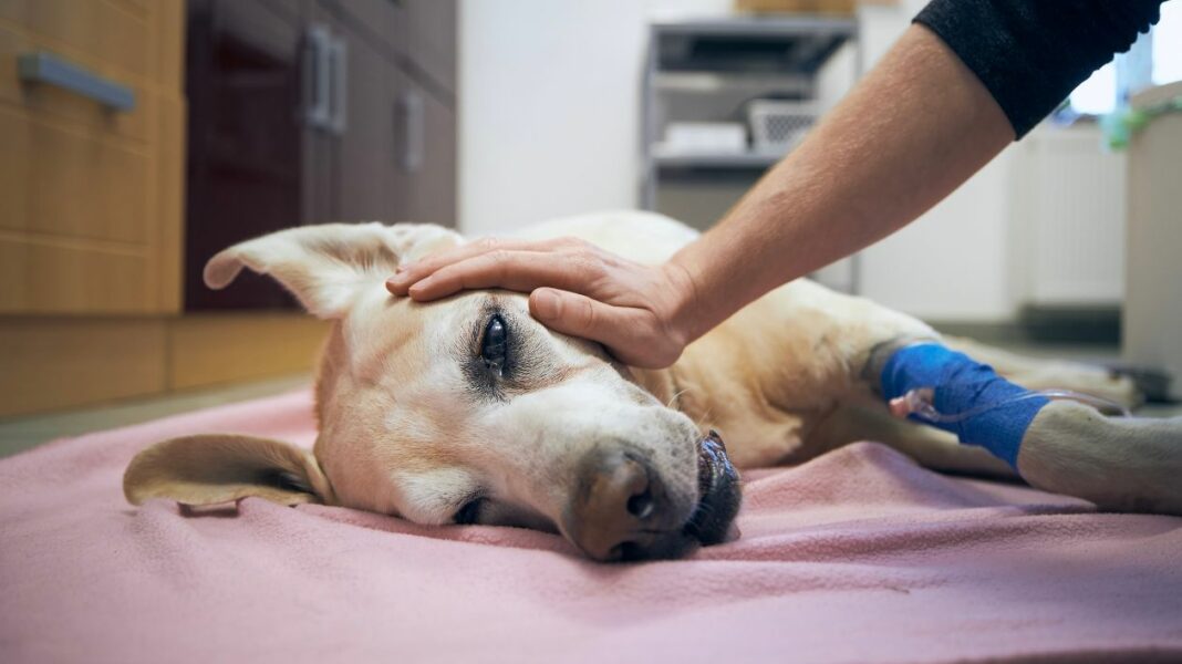 La rupture du ligament croisé chez le chien