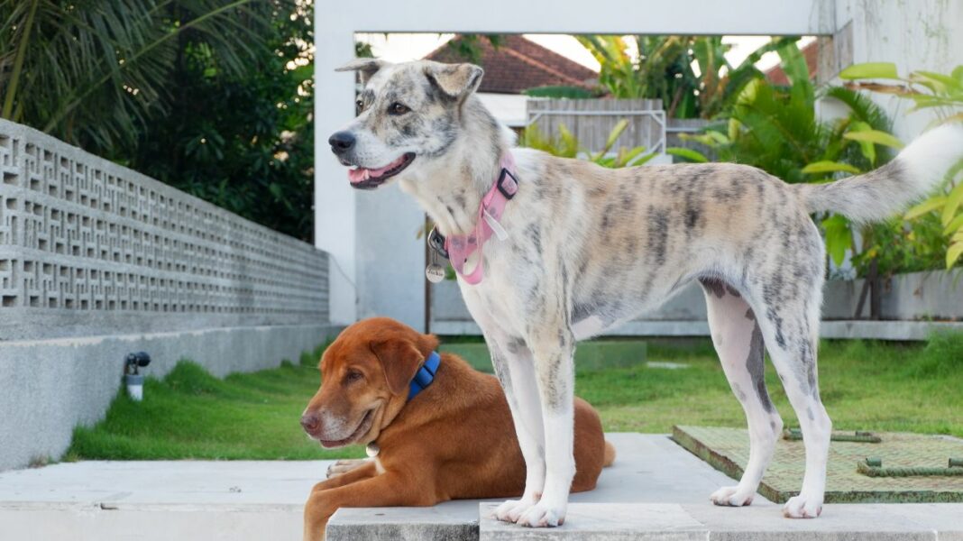 Comment intégrer un nouveau chien dans la maison