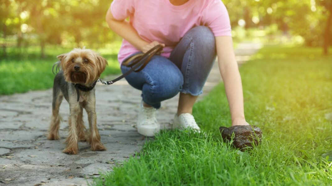 La propreté du chien en 3 questions