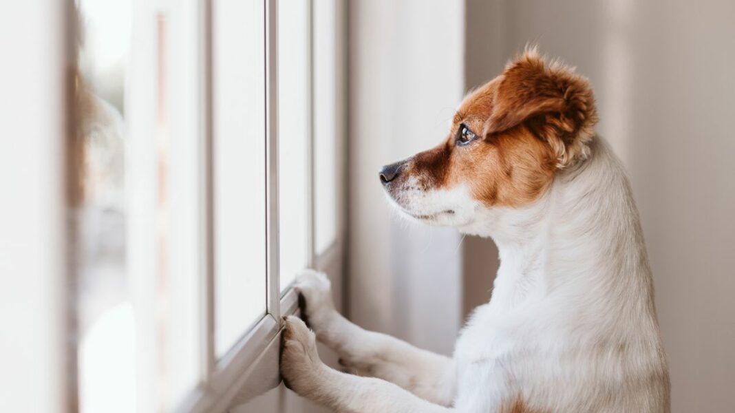 L’anxiété de séparation chez le chien Causes, symptômes et solutions