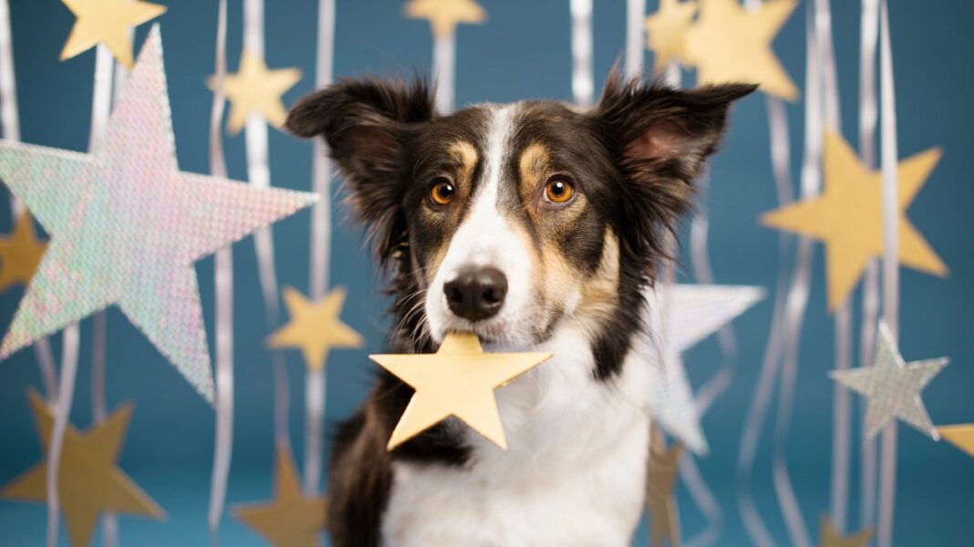 10 histoires incroyables d’animaux qui ont changé une vie