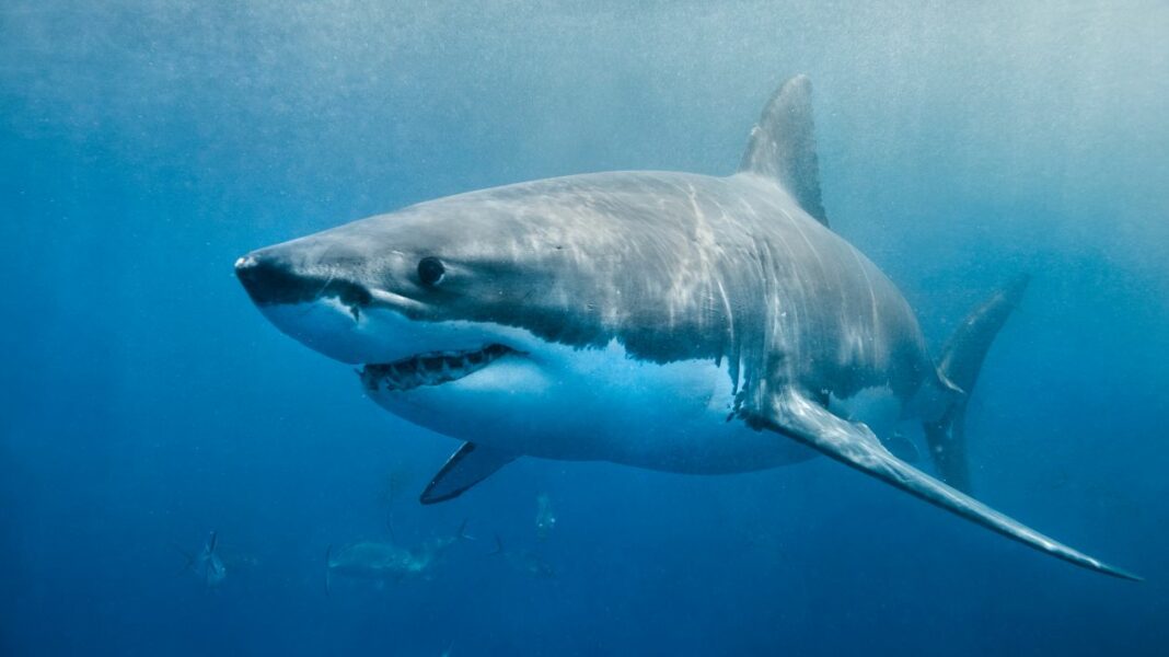 Une attaque de requin en Israël fait 1 mort