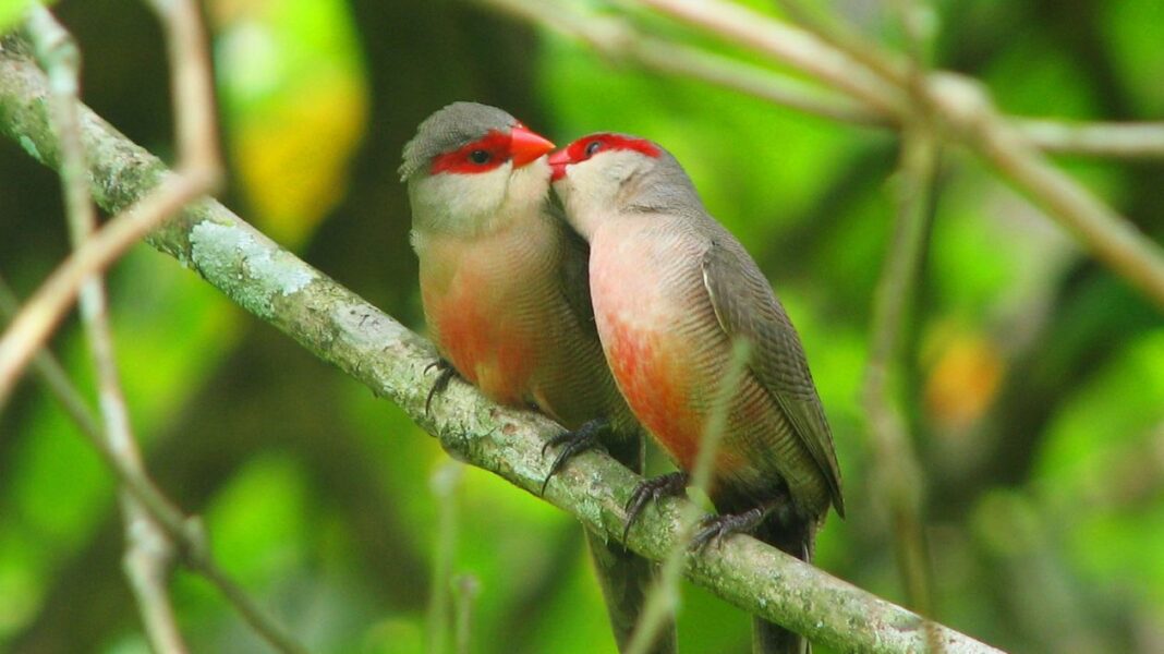 La reproduction chez les oiseaux stratégies, rituels et merveilles de la nature